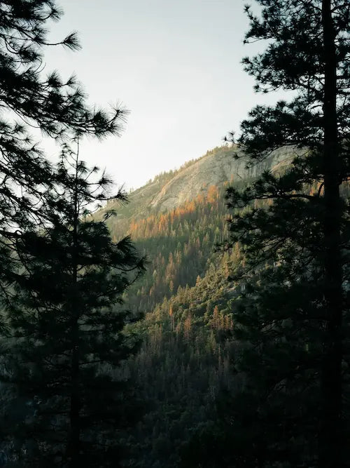 Scenic mountain landscape framed by forest trees